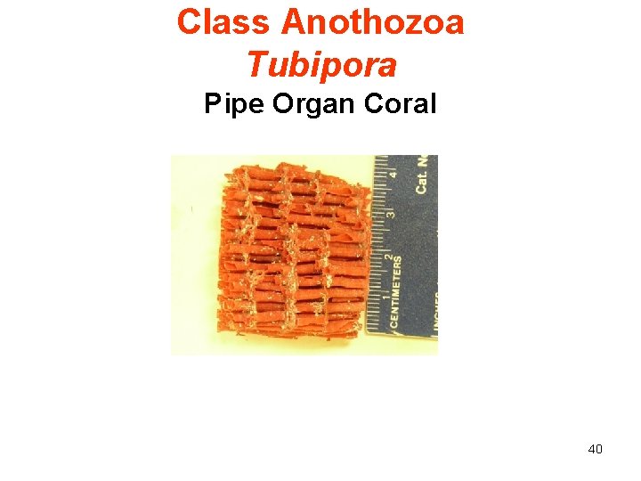 Class Anothozoa Tubipora Pipe Organ Coral 40 