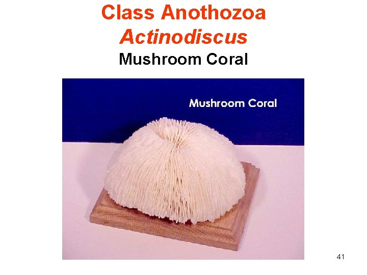 Class Anothozoa Actinodiscus Mushroom Coral 41 