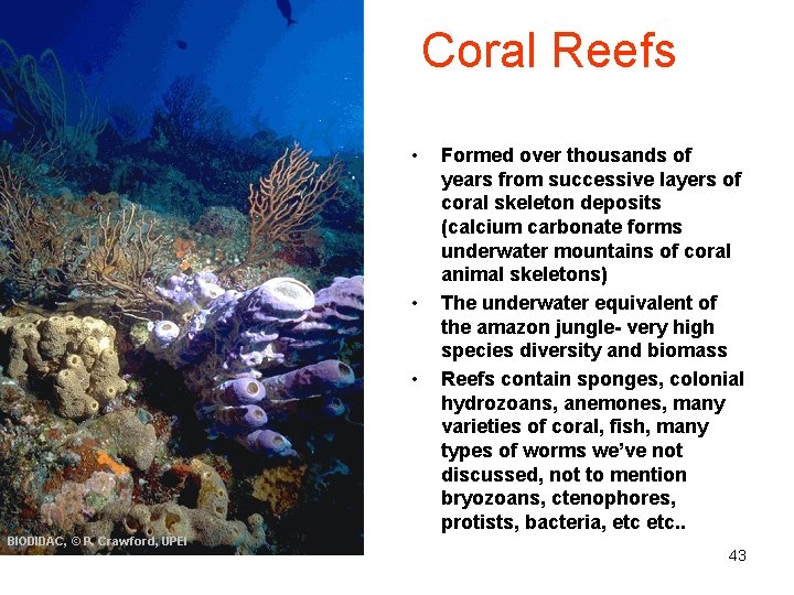 Coral Reefs • • • Formed over thousands of years from successive layers of