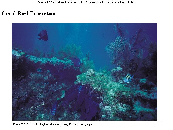 Copyright © The Mc. Graw-Hill Companies, Inc. Permission required for reproduction or display. Coral