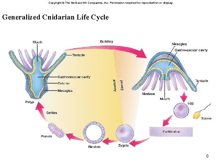 Copyright © The Mc. Graw-Hill Companies, Inc. Permission required for reproduction or display. Generalized