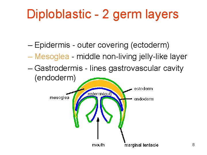 Diploblastic - 2 germ layers – Epidermis - outer covering (ectoderm) – Mesoglea -