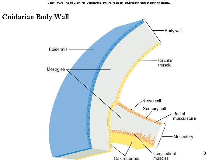 Copyright © The Mc. Graw-Hill Companies, Inc. Permission required for reproduction or display. Cnidarian