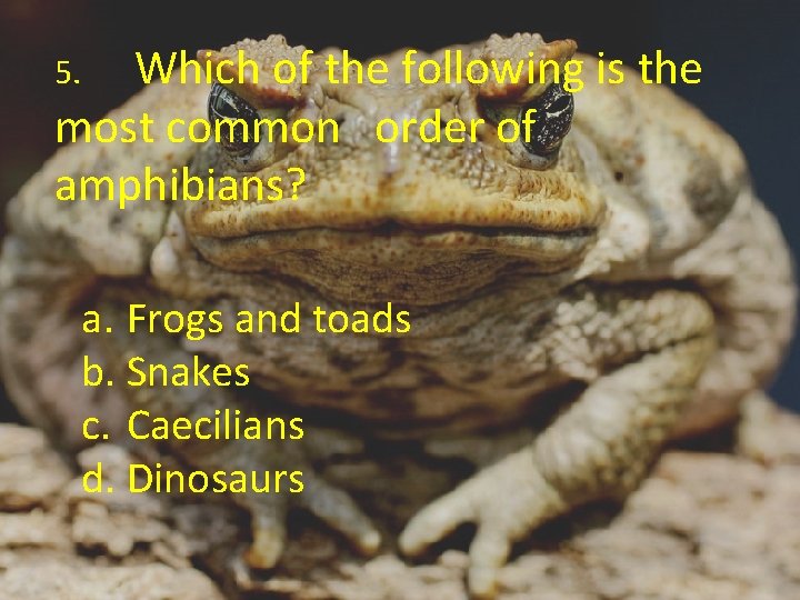 Amphibians and Reptiles Chapter 5 Powerpoint created shared