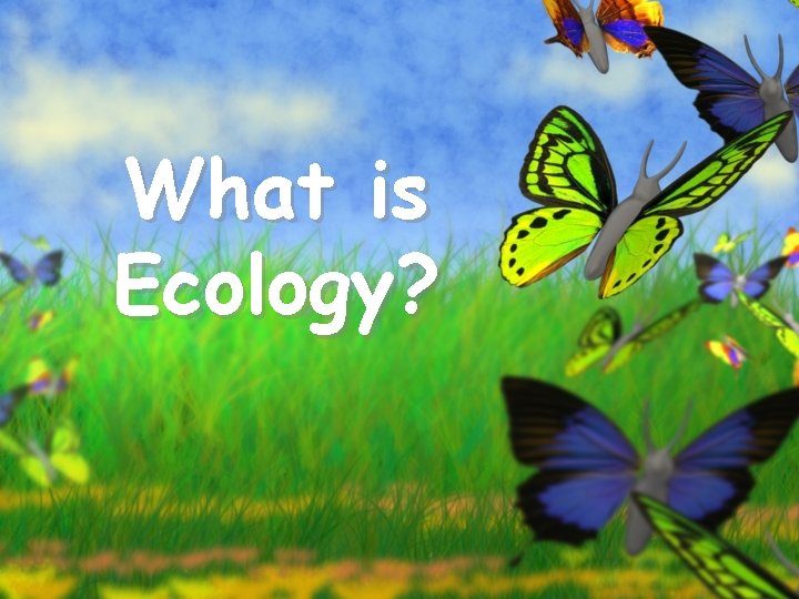 What is Ecology? 