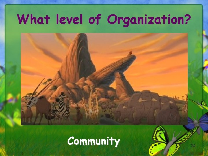 What level of Organization? Community 24 