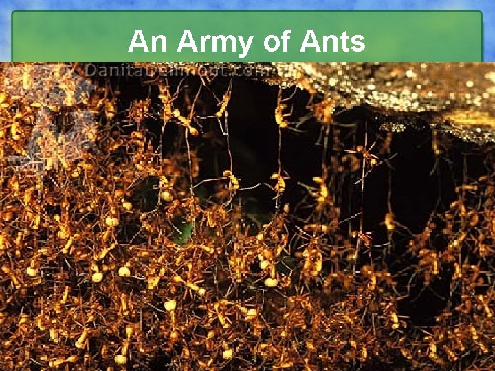 An Army of Ants 27 