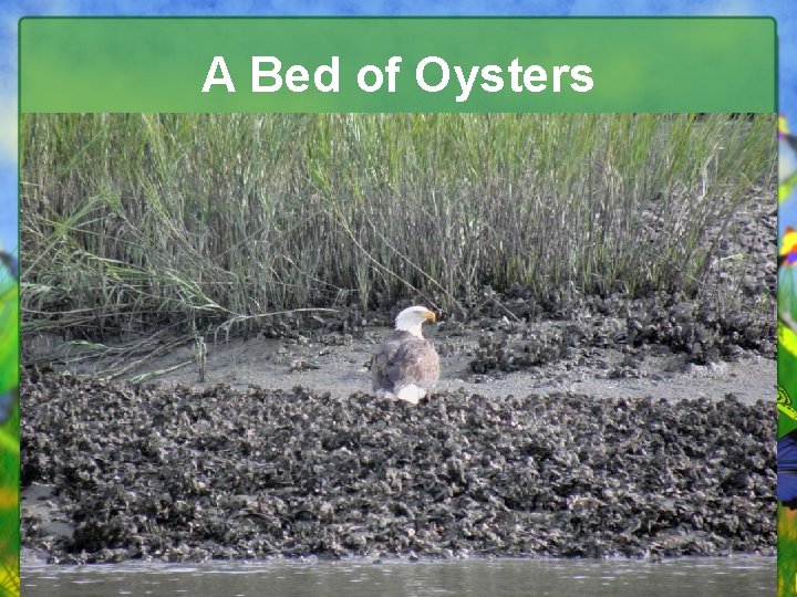 A Bed of Oysters 