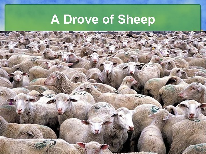 A Drove of Sheep 