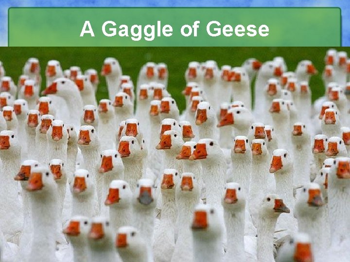 A Gaggle of Geese 