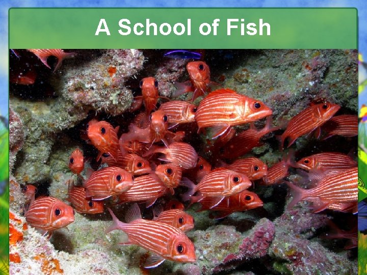 A School of Fish 