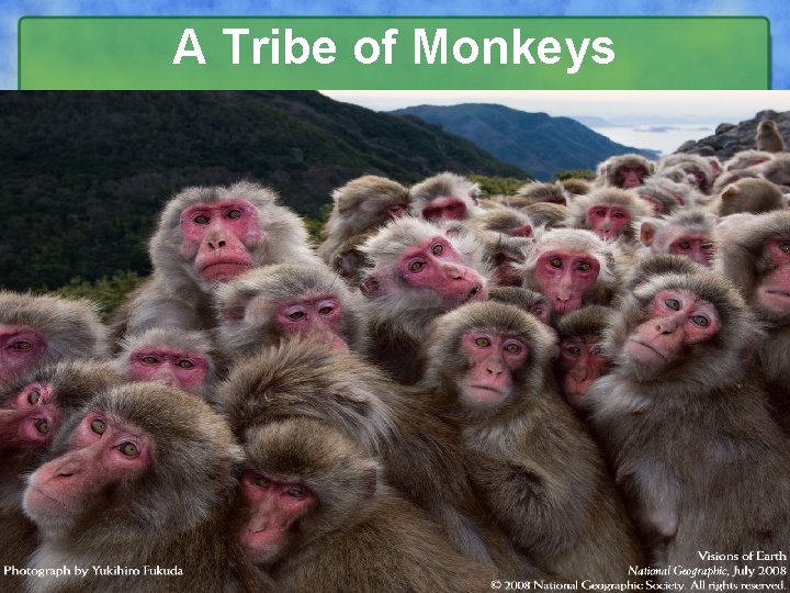 A Tribe of Monkeys 