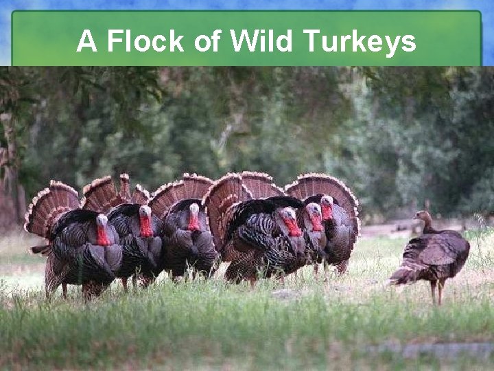 A Flock of Wild Turkeys 