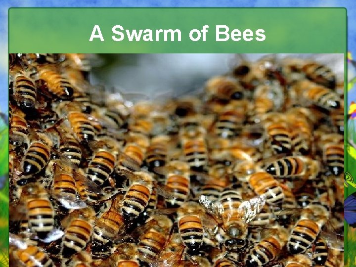 A Swarm of Bees 