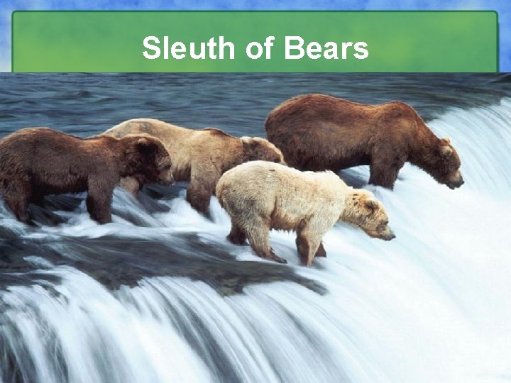 Sleuth of Bears 