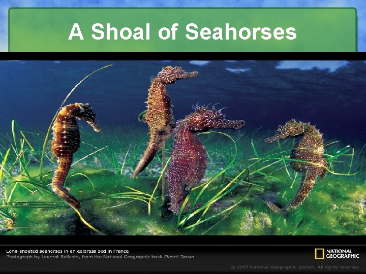 A Shoal of Seahorses 