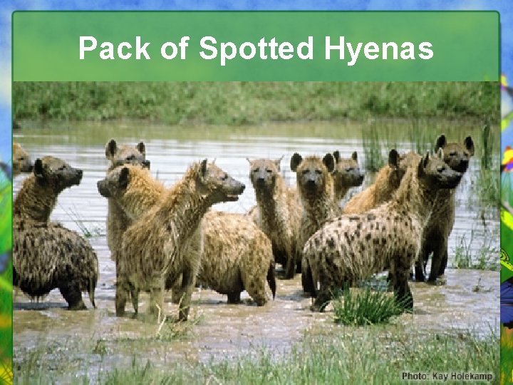 Pack of Spotted Hyenas 
