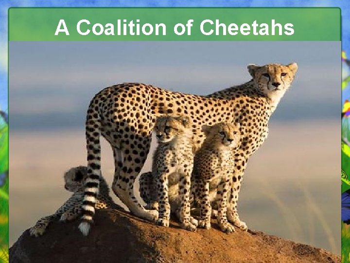 A Coalition of Cheetahs 