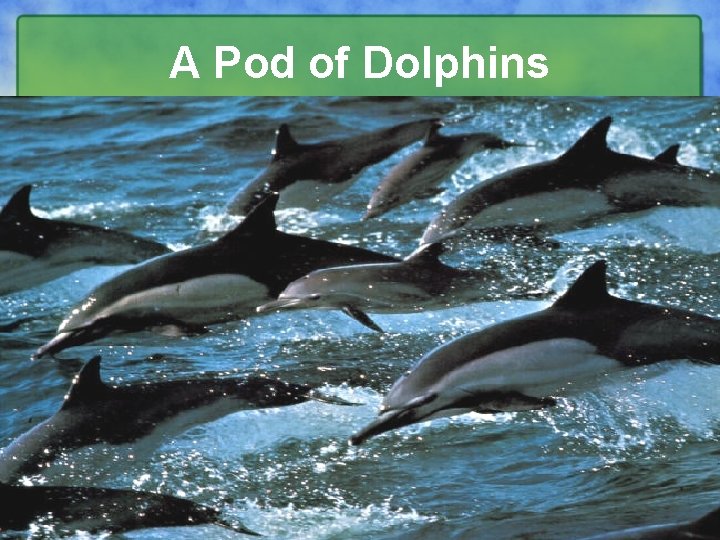A Pod of Dolphins 