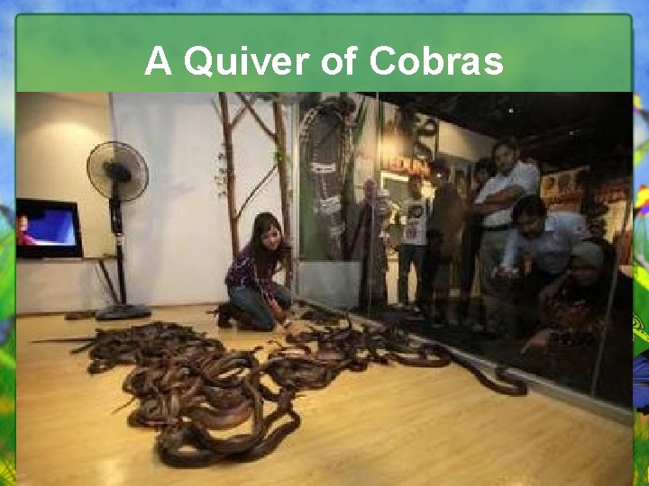 A Quiver of Cobras 