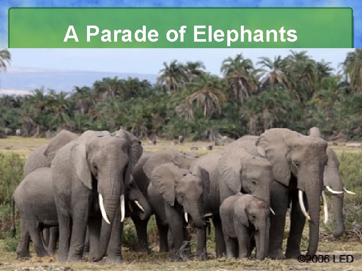 A Parade of Elephants 