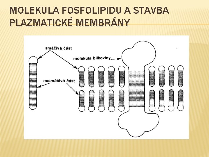 MOLEKULA FOSFOLIPIDU A STAVBA PLAZMATICKÉ MEMBRÁNY 