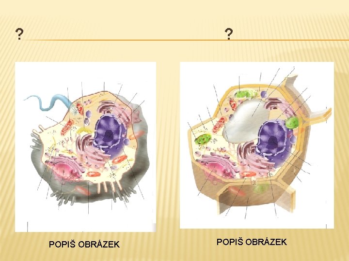 ? ? POPIŠ OBRÁZEK 