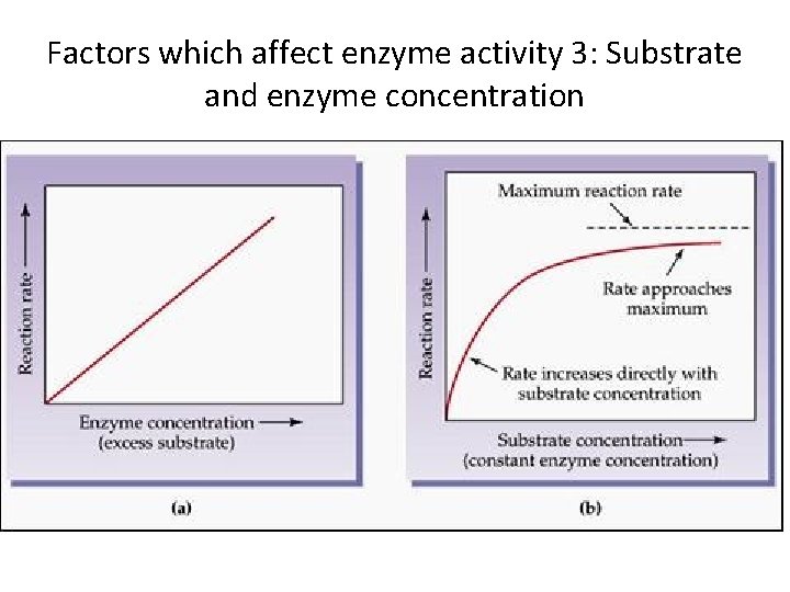 Factors which affect enzyme activity 3: Substrate and enzyme concentration From: http: //www. skinnersbiology. Factors which affect enzyme activity 3: Substrate and enzyme concentration From: http: //www. skinnersbiology.