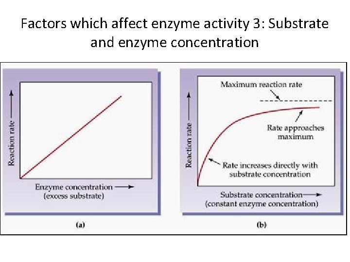 Factors which affect enzyme activity 3: Substrate and enzyme concentration From: http: //www. skinnersbiology.