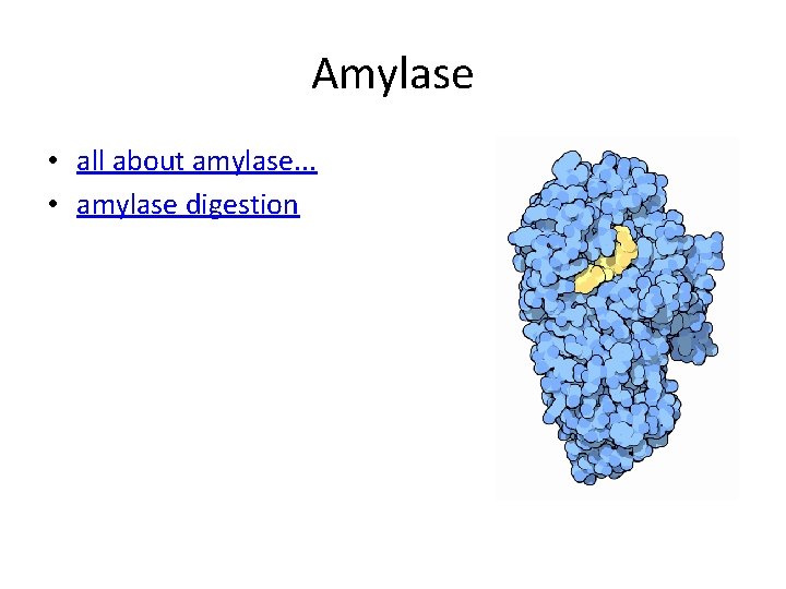 Amylase • all about amylase. . . • amylase digestion 