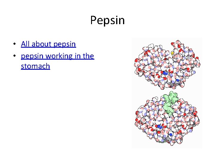 Pepsin • All about pepsin • pepsin working in the stomach Pepsin • All about pepsin • pepsin working in the stomach