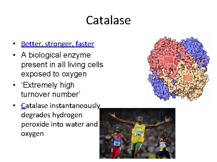 Catalase • Better, stronger, faster • A biological enzyme present in all living cells