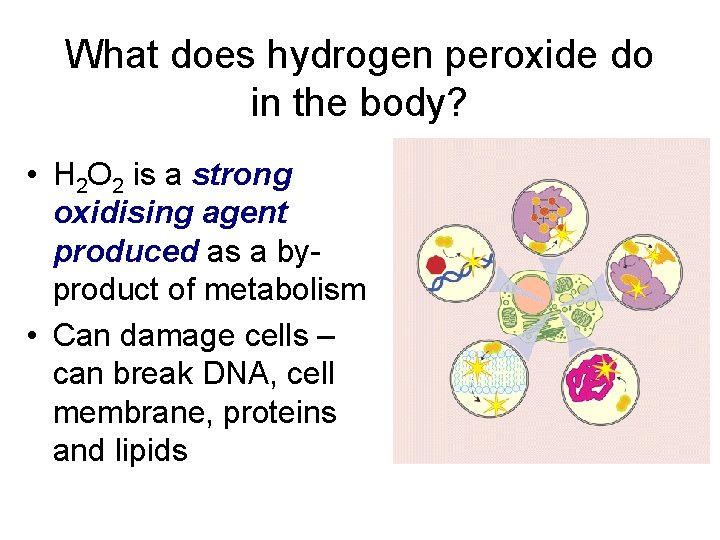 What does hydrogen peroxide do in the body? • H 2 O 2 is What does hydrogen peroxide do in the body? • H 2 O 2 is
