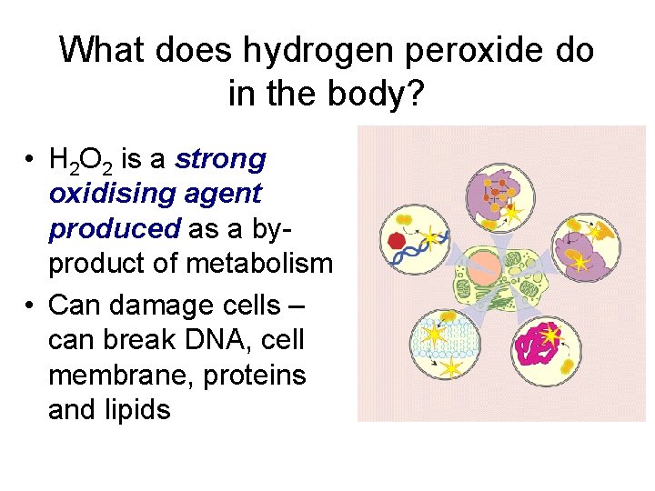 What does hydrogen peroxide do in the body? • H 2 O 2 is