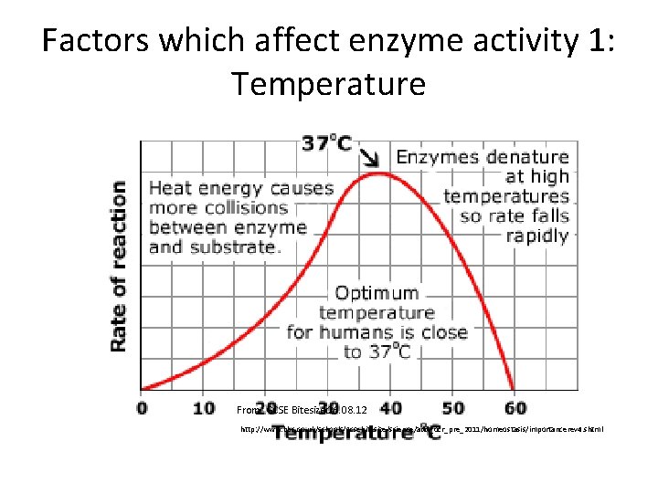 Factors which affect enzyme activity 1: Temperature From: GCSE Bitesize: 26. 08. 12 http: