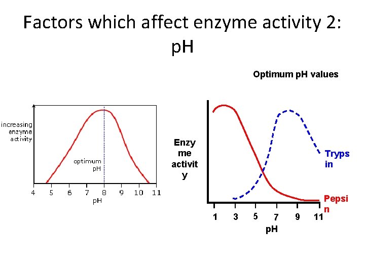 Factors which affect enzyme activity 2: p. H Optimum p. H values Enzy me