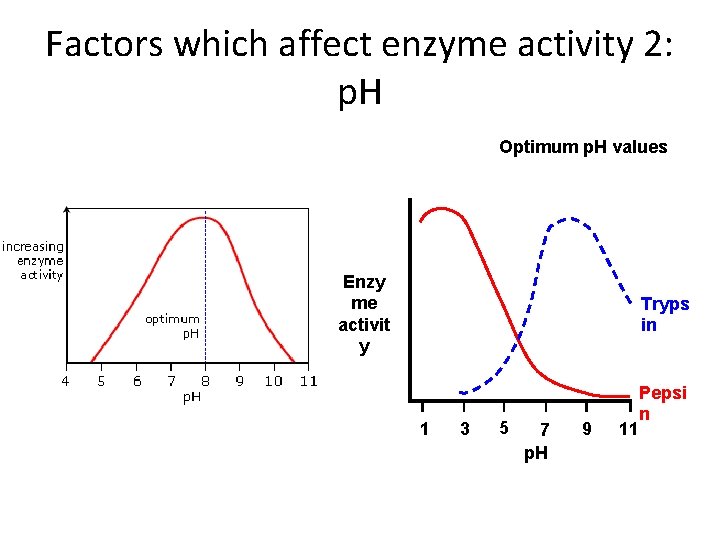 Factors which affect enzyme activity 2: p. H Optimum p. H values Enzy me Factors which affect enzyme activity 2: p. H Optimum p. H values Enzy me
