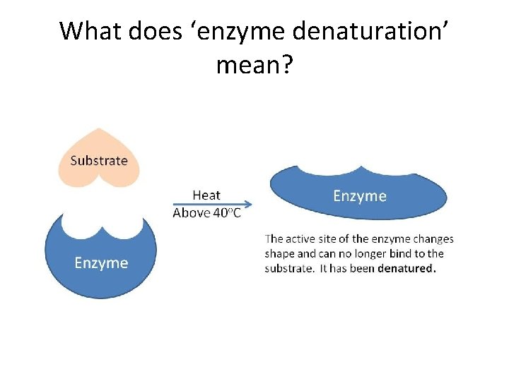 What does ‘enzyme denaturation’ mean? What does ‘enzyme denaturation’ mean?