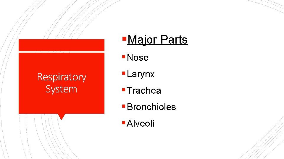 §Major Parts § Nose Respiratory System § Larynx § Trachea § Bronchioles § Alveoli
