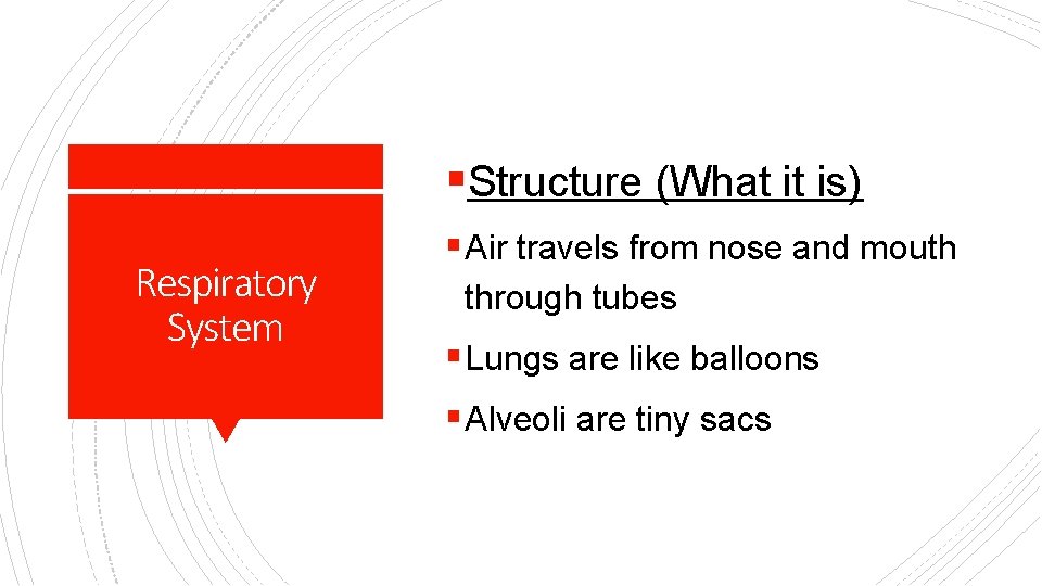 §Structure (What it is) Respiratory System § Air travels from nose and mouth through