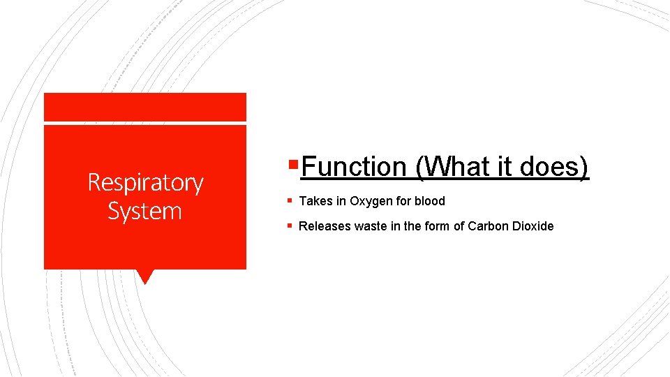 Respiratory System §Function (What it does) § Takes in Oxygen for blood § Releases