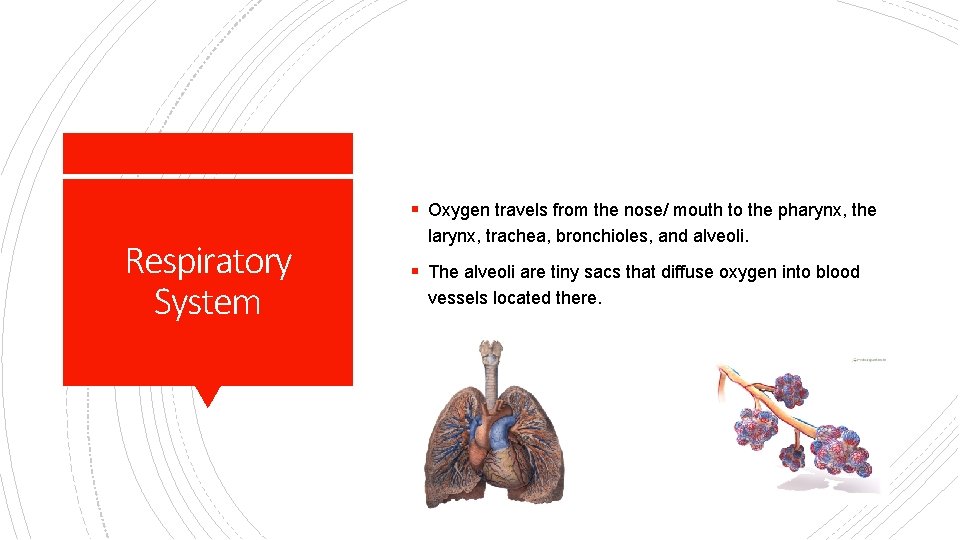 § Oxygen travels from the nose/ mouth to the pharynx, the Respiratory System larynx,