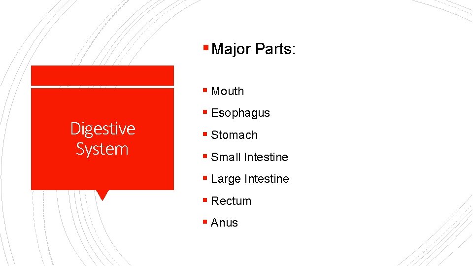 § Major Parts: § Mouth Digestive System § Esophagus § Stomach § Small Intestine