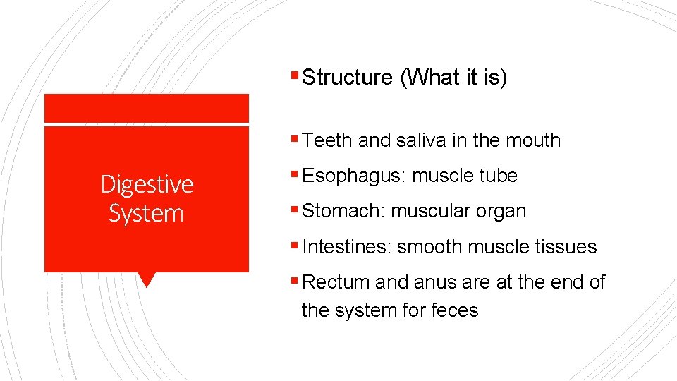 § Structure (What it is) § Teeth and saliva in the mouth Digestive System