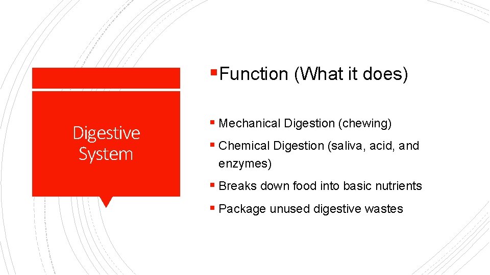 §Function (What it does) Digestive System § Mechanical Digestion (chewing) § Chemical Digestion (saliva,