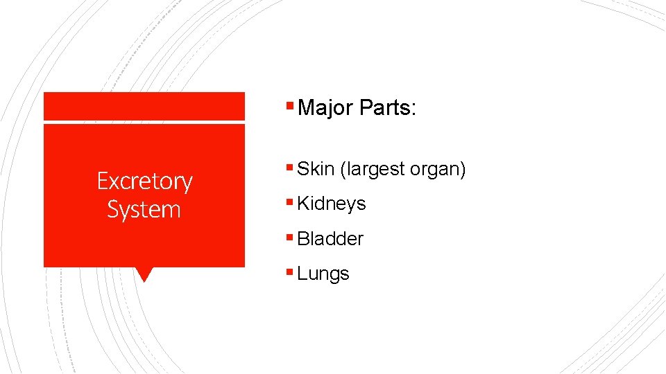 § Major Parts: Excretory System § Skin (largest organ) § Kidneys § Bladder §