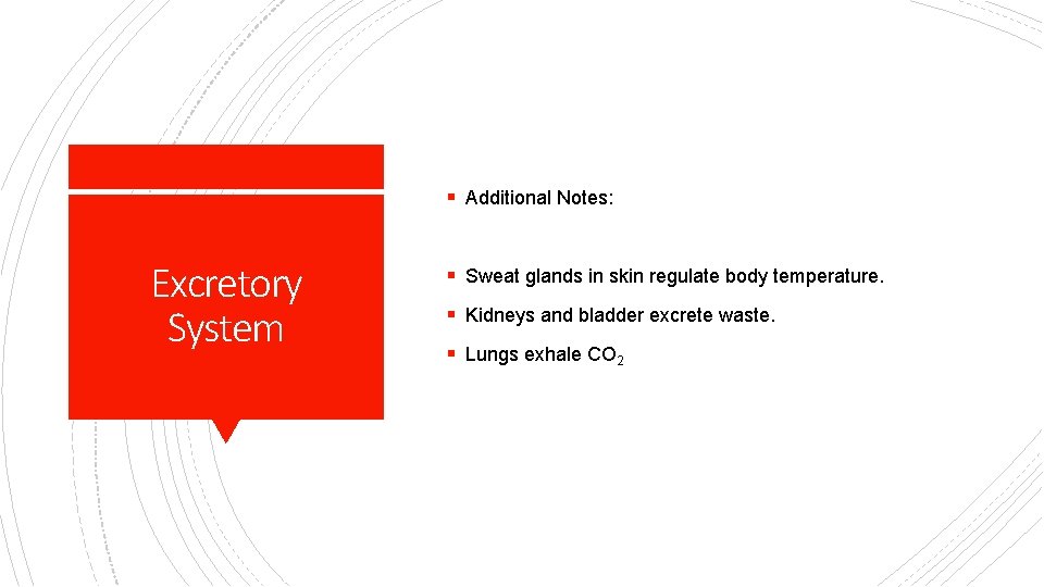 § Additional Notes: Excretory System § Sweat glands in skin regulate body temperature. §