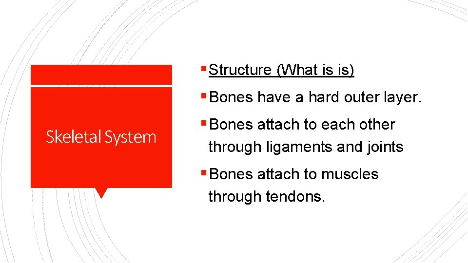 § Structure (What is is) § Bones have a hard outer layer. Skeletal System