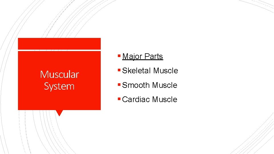 § Major Parts Muscular System § Skeletal Muscle § Smooth Muscle § Cardiac Muscle