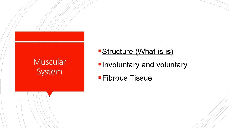 Muscular System § Structure (What is is) § Involuntary and voluntary § Fibrous Tissue